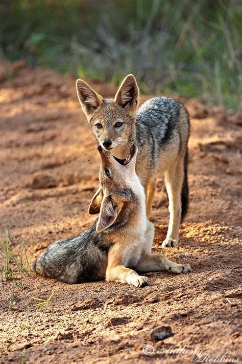 18 best Jackals images on Pinterest | Wild animals, Animal kingdom and
