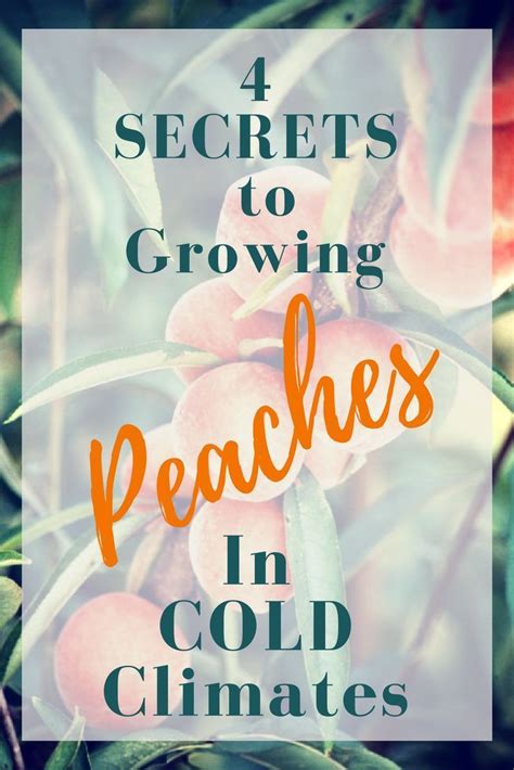 Grow Peaches In Your Orchard How To Grow Peach And Other Fruit Trees In
