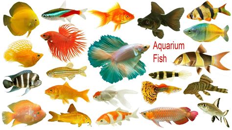 Hunts and eats small shrimp. Aquarium Fishes Names, Meaning & Images | Necessary ...
