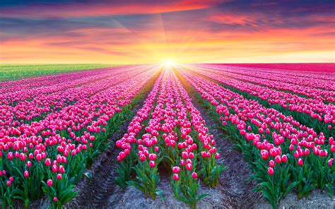 Download Wallpapers 4k Holland Spring Tulips Sunset солнце Tulips Field Europe For