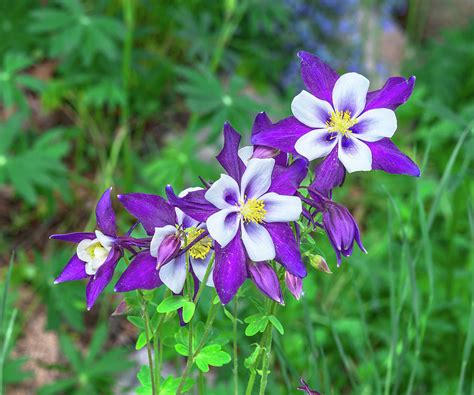 Our Gorgeous State Flower The Colorado Columbine Photograph By Bijan
