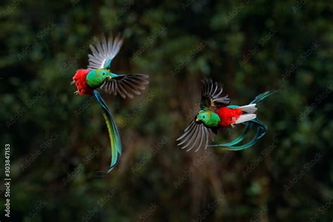 Fototapeta Quetzal Pharomachrus Mocinno From Tropic In Costa Rica