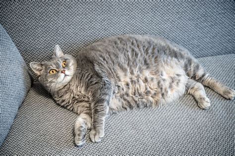 Do I Have An Overweight Cat Santa Barbara Vets