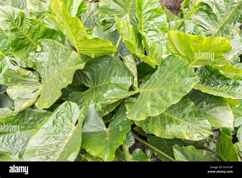 Thick Waxy Green Leaves On Plants In Garden Stock Photo Alamy