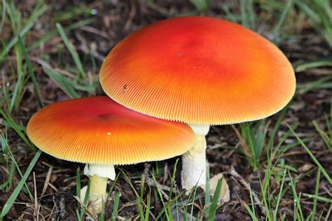 Two Orange Amanita Mushrooms Free Stock Photo Public Domain Pictures