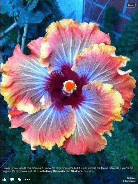 67 Best Cool Looking Flowers Images On Pinterest Exotic Flowers