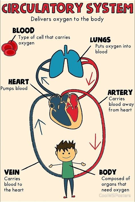 Circulatory System By Coolmsposters Exercisesquats Circulatory