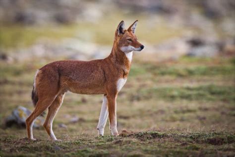 Endangered Species In Africa Ethiopian Wolf Ethiopian Wolf