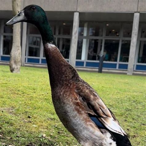 Long Boi Much Loved University Duck Presumed Dead After Bringing Joy