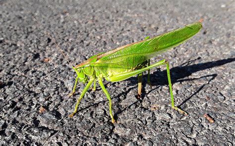 Entomology What Is This Grasshopper Doing Biology Stack Exchange