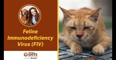 What Are Signs Of Fiv In Cats Abiewqi