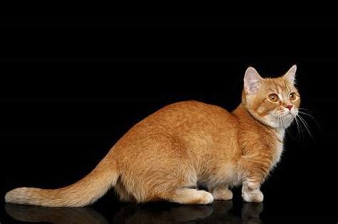 10 Things You Didnt Know About Munchkin Cats Techforush