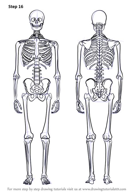 The Human Skeleton Is Shown In Black And White With Two Different