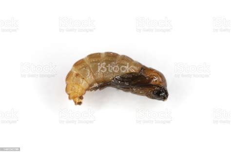 Darkwinged Fungus Gnat Pupa Isolated On A White Background Stock Photo