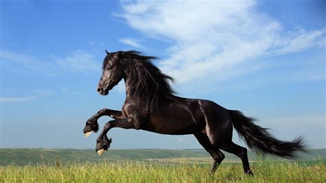 2048x1152 Horse Jump 2048x1152 Resolution Hd 4k Wallpapers Images