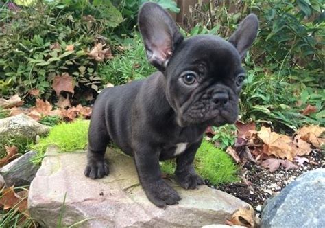 Puppies coming soon french bulldog puppies coming soon mom is due april 4, 2016. French Bulldog Puppies For Sale | Phoenix, AZ #264700