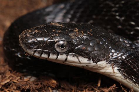 Eastern Rat Snake Pantherophis Alleghaniensis Herpetology