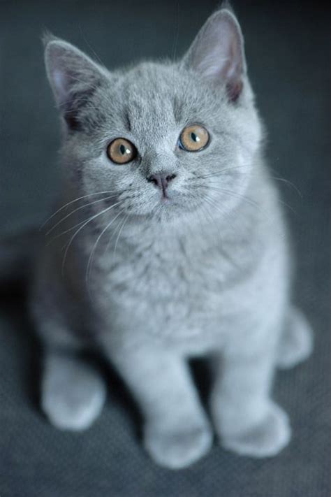 Join in and share a picture of your darling kitten and a few details about him or her. 30 best British Short Hairs images on Pinterest | Kitty ...