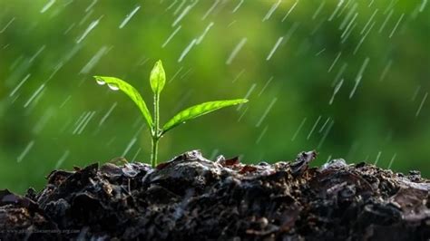 What Causes Smell After First Rain From The Soil