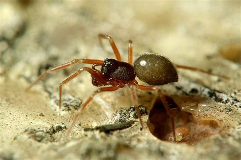 Zoologie Les Araignées Exotiques Sinstallent En Suisse Tribune De