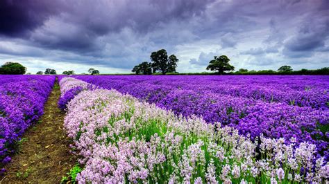 Field Flowers Hd Flowers 4k Wallpapers Images Backgrounds Photos