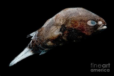 Male Deep Sea Anglerfish Photograph By Danté Fenolio