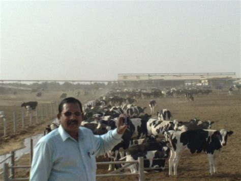 Dairy Farm Largest Dairy Farm In The World Al Safi Dairy Riyadh Ksa