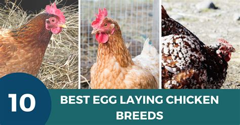 10 best egg laying chicken breeds learnpoultry rezfoods resep masakan indonesia