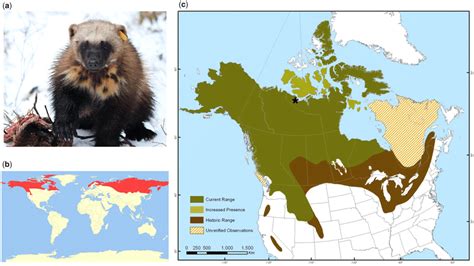 Wolverine Distribution A A Female Wolverine Monitored In Red Lake