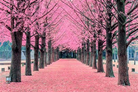 From young children to aging seniors. Pink tree,Nami Island in Korea | Pink trees, Blossom trees ...