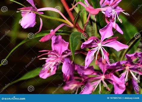 Pink Flowers Of Ivan Tea In The Forest Stock Image Image Of Buds