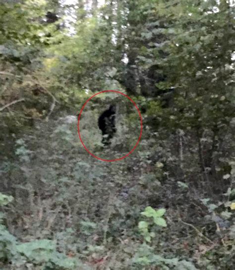 Bigfoot Spotted Mysterious Creature Spotted Lurking In Woodland Area