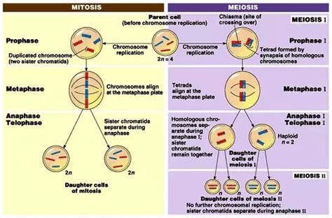 This animation compares and contrasts mitosis vs. Difference between Mitosis and Meiosis | LaboratoryInfo.com