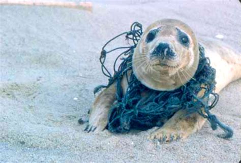 Mass Species Extinction Seal Stuck With Net