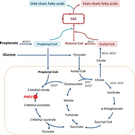 Overview Of The Pathways Involved In Odd And Even Fatty Acid Production