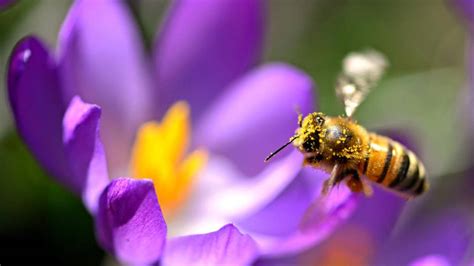 How To Keep Bees And Bee Happy The Irish Times