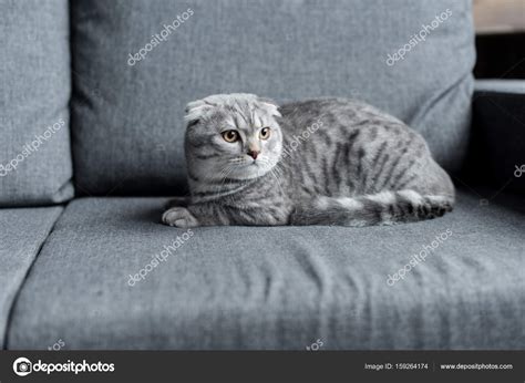 Scottish Fold Cat — Stock Photo © Igorvetushko 159264174