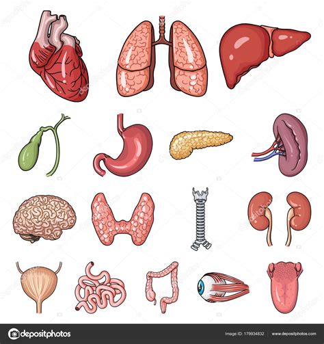 Órgãos Humanos Dos Desenhos Animados ícones Na Coleção Definida Para O