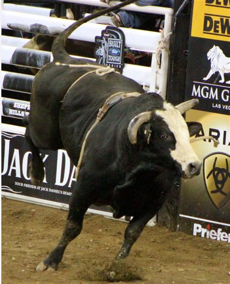 Famous Pbr Bulls