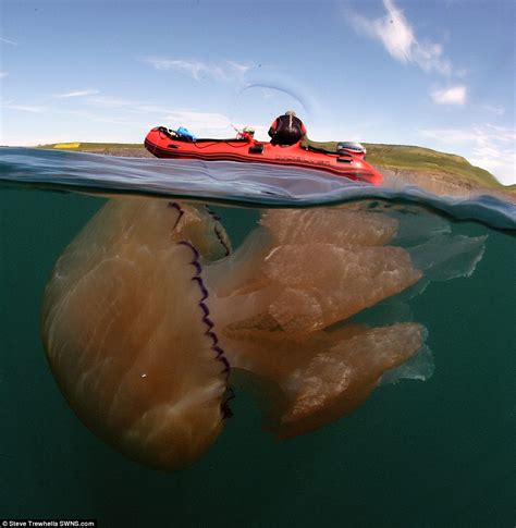 Thousands Of Giant Jellyfish Are Massing Off Beaches Of South West