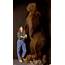 BIG Russian Brown Bear Life Size Taxidermy Mount  AfricaHuntingcom