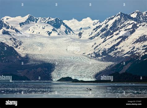 Distant View Of Yale Glacier In College Fjord Alaska Stock Photo Alamy