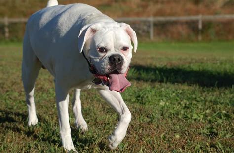 Most Pet Dogs Are Fat Is Your Boxer One Of Them Boxer Dog Diaries