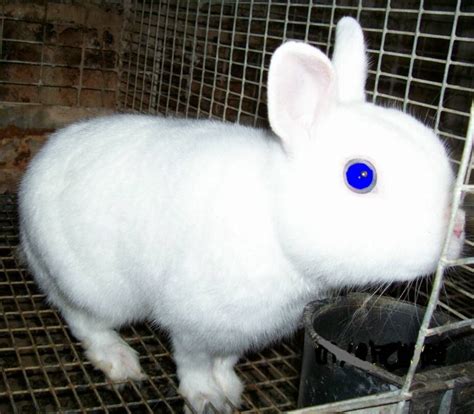 The Nursery Pets Rabbits For Sale Rabbit