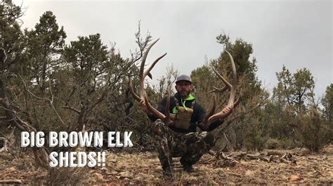 Brown Elk Shed Hunting In The Snow Inquest 2018 Antler Trader