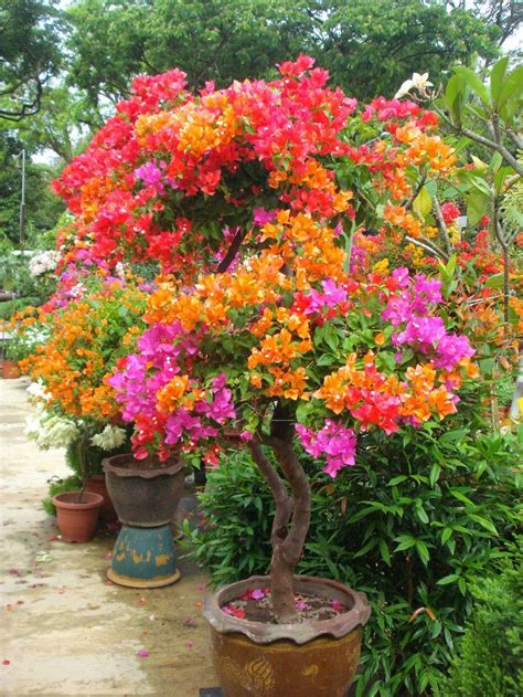 In Our Climate Zone Lower Zone 8 Bougainvillea Bloom Best If Grown