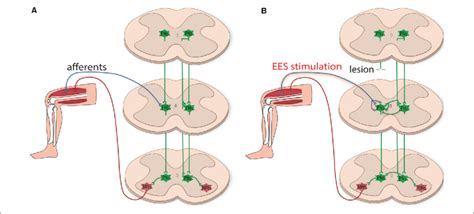 Plasticity Of Propriospinal Neuronal Circuitry After Injury A