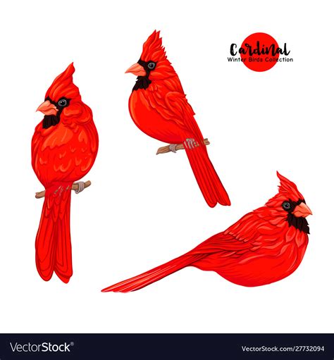 Cardinal Birds Royalty Free Vector Image Vectorstock