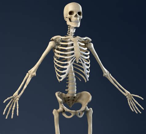 3d Realistic Anatomy Skeleton Muscles Model