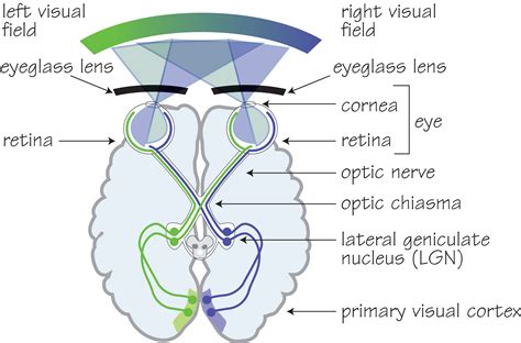 The Human Visual System Opticianworks Online Optician Training